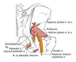 Pudendal Neuralgia Symptoms - Pudendal nerve entrapment